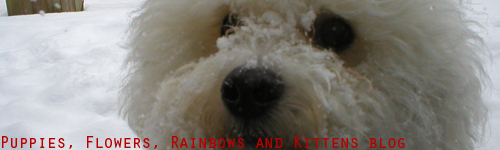 puppies, flowers, rainbows and kittens blog